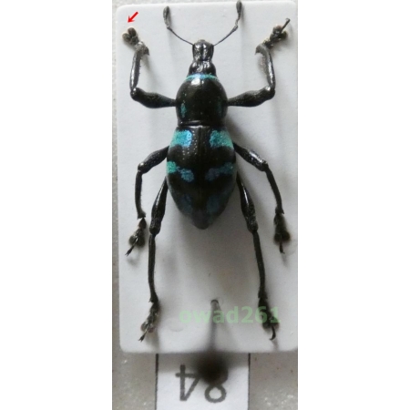 Metapocyrtus lindabonus W.Schultze, 1922 male Philippines84